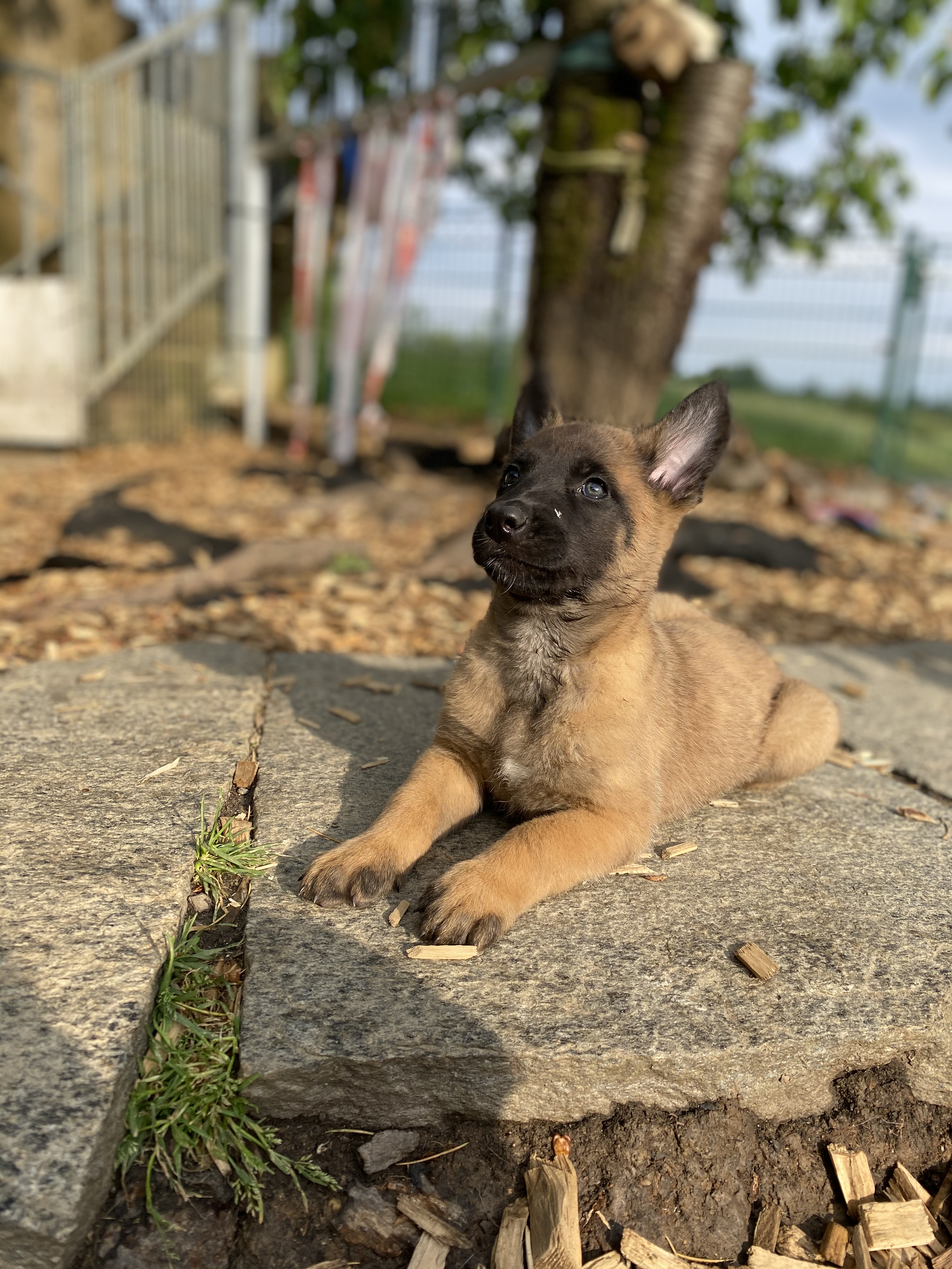 Bild von Welpen // Vom Attraktor