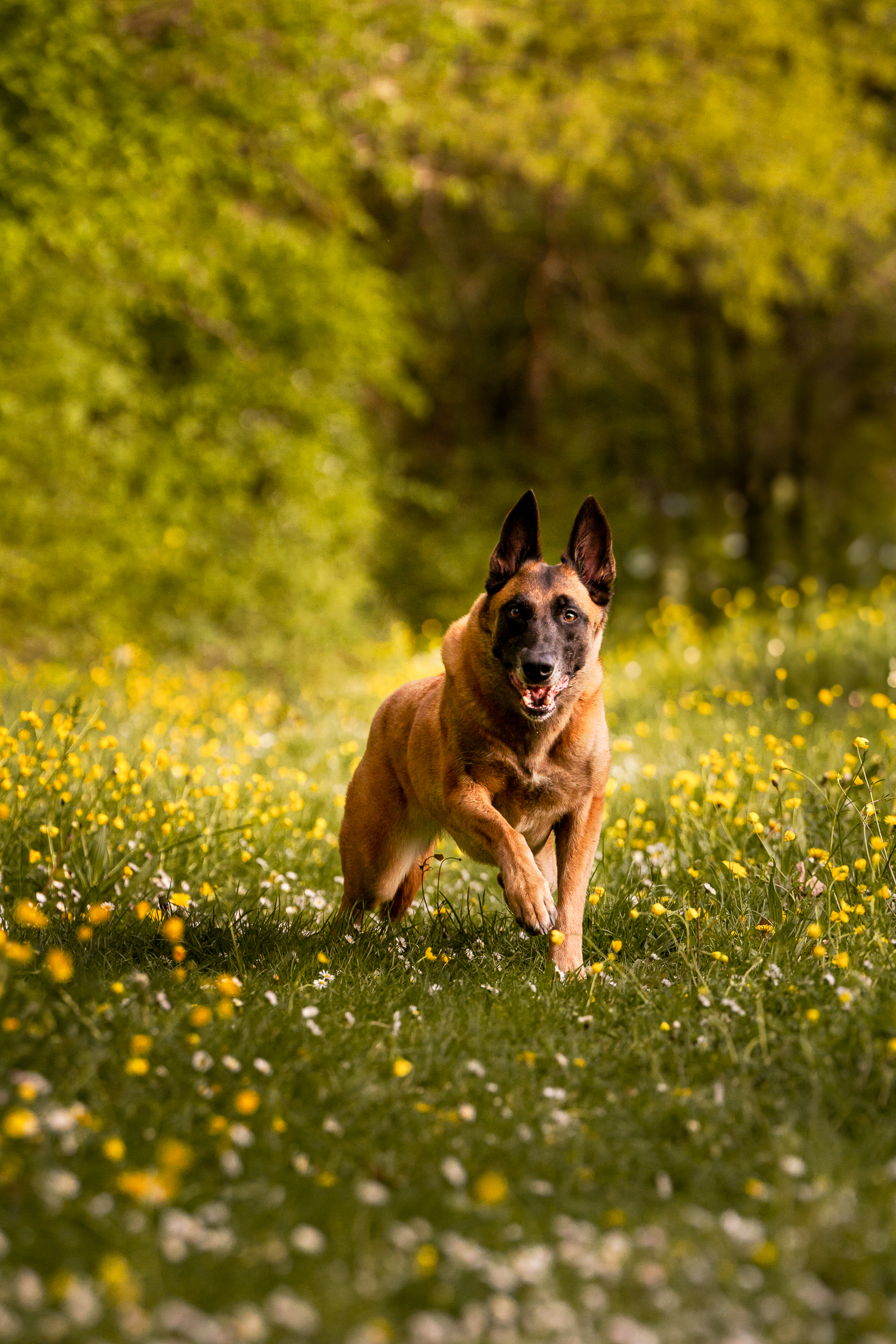 Bild von Malimaniac’s Malinois-Hündin Ilyra // Vom Attraktor