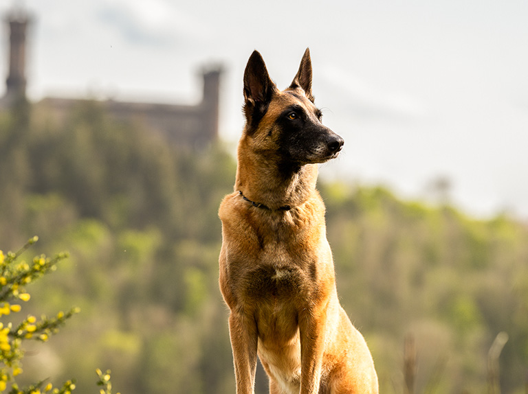 Bild von Malimaniac’s Malinois-Hündin Ilyra // Vom Attraktor