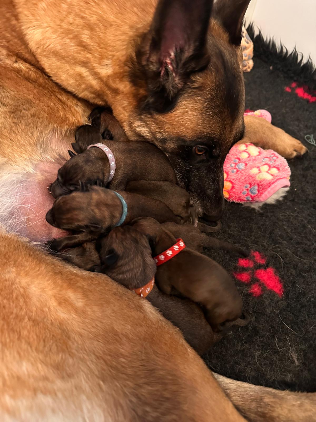 Die Welpen Vom Attraktor